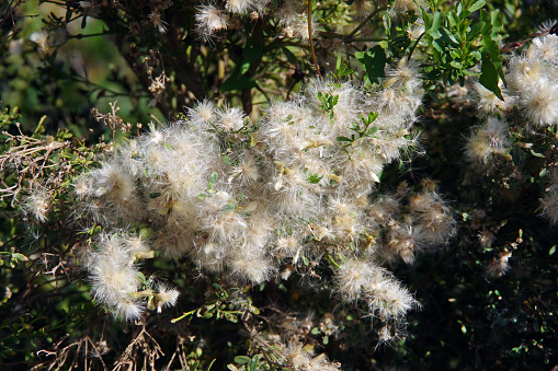 Groundseltree flowers baccharis halimifolia at the California coast in winter