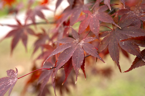 Selective focus of Red maple in autumn season with blur green background  for background and inspiraitons