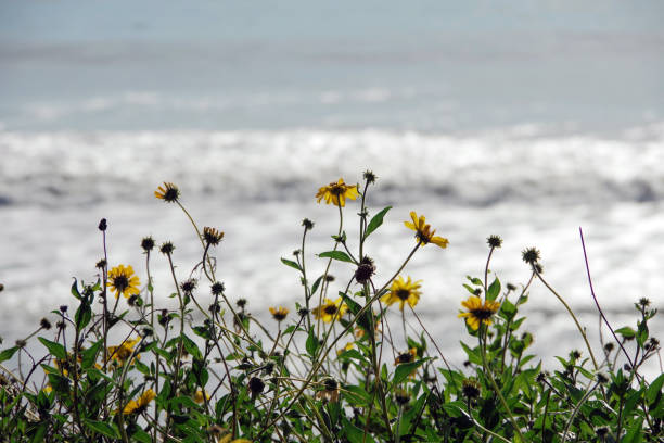 Wildflowers above a California Pacific Ocean beach in December