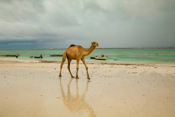 istock Kenyas sea life. Ocean shore. 1455988795