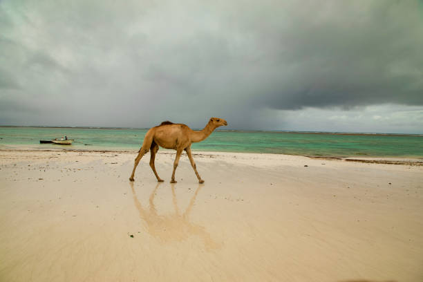 istock Kenyas sea life. Ocean shore. 1455988801