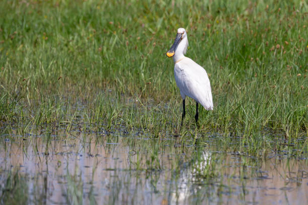 istock Eurasian spoonbill (Platalea leucorodia) or common spoonbill in Eemnes (the Netherlands) 1455989127