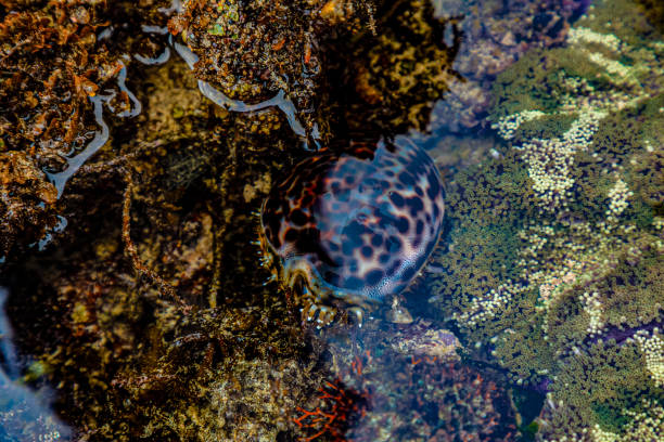 istock Kenyas sea life. Ocean shore. 1455989647