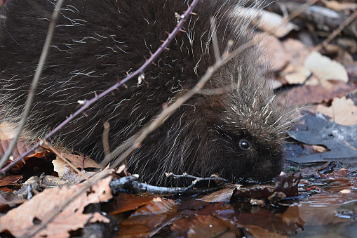 Young porcupine drinking from a puddle in the deep woods. Taken in January in Connecticut's Northwest Hills.