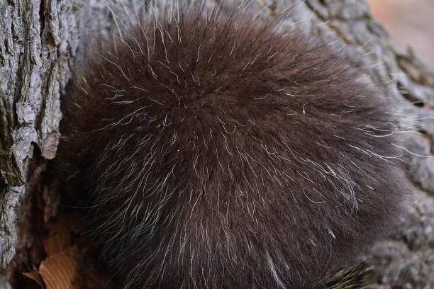 Young porcupine hiding its face and belly in a hollow at the bottom of a tree. These body parts lack quills, so the porcupine defends itself by presenting only a ball of potential pain to the outside world. Taken in January in the wilds or northwest Connecticut.