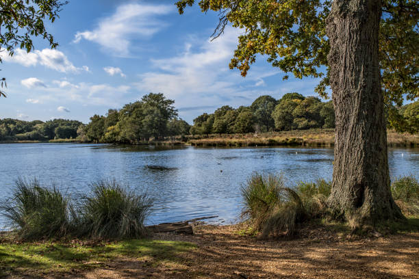 Late summer in Richmond Park
