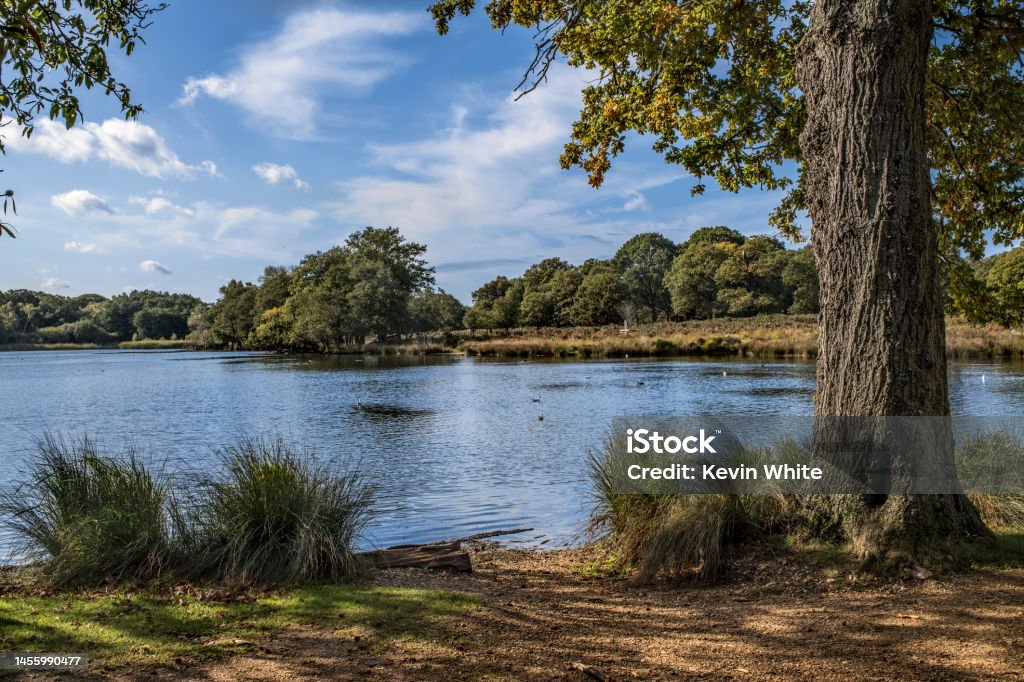 Late summer in Richmond Park Late summer sunshine over ponds at Richmond Park Richmond Park - Dublin Stock Photo