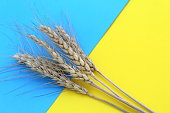 On a yellow and blue background lies a small bunch of wheat.