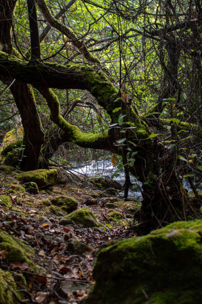 istock Vertical shot of a river in a forest 1455993045