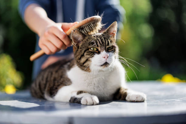 Teenage boy is brushing his cat in the back yard.\nThe boy is playing with his pet on a sunny day. The cat is very much enjoying the brushing. \nCanon R5