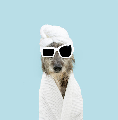 Funny mixed-breed after spa or bath, wrapped with a white towel and sunglasses. Isolated on blue pastel background
