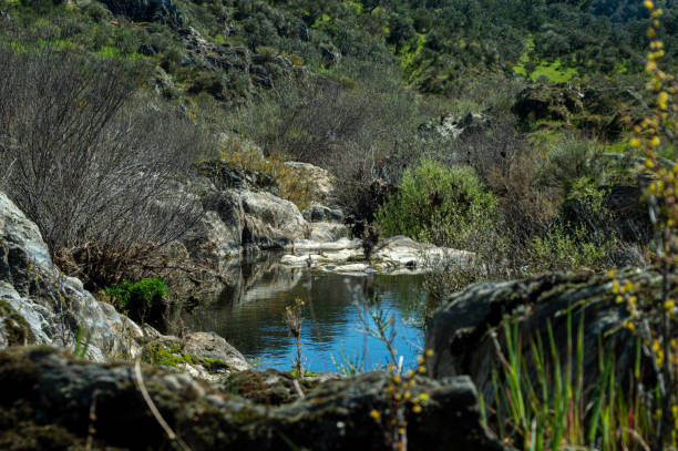 istock View of a small lake in a forest 1455994327
