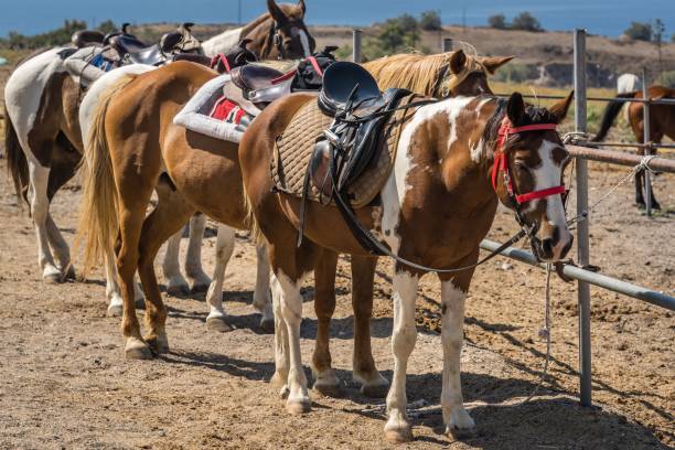 istock Group of horses in the paddock. 1455994641