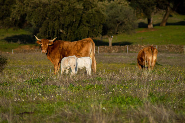 istock Cows and calves grazing on a pasture on a sunny day 1455994705