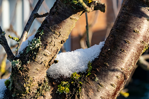 Snow in the bough of a tree