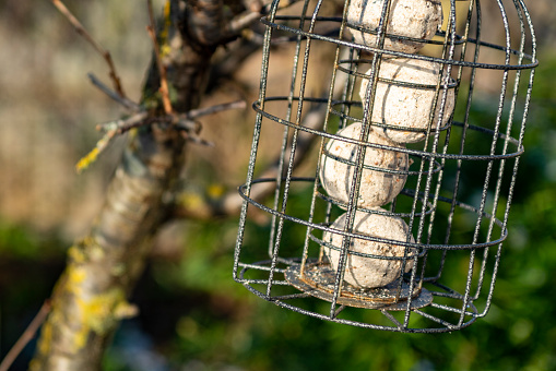 Suet balls in a bird feeder.