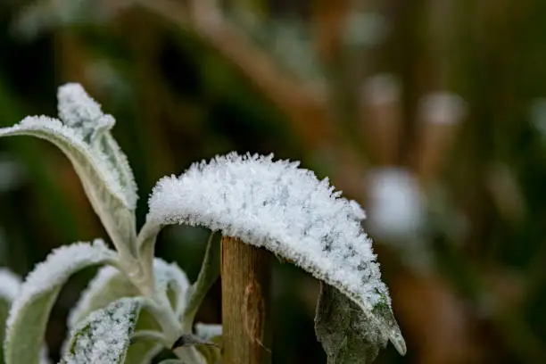 Snow on a buddleia bush