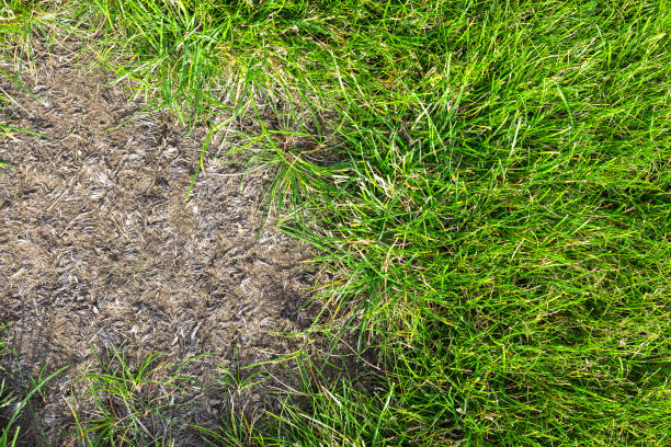 istock Bald patch of green grass in the meadow. Pollution and environmental problems. Ecological problems 1455996548