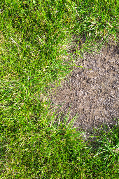 istock Bald patch of green grass in the meadow. Pollution and environmental problems. Ecological problems 1455996596
