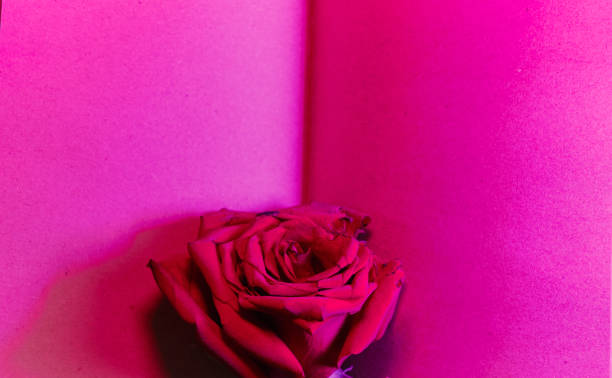 open book with empty pages and red rose. a diary or notebook for writing. copy space, top view. pink neon light illuminates pages. concept of valentine's day. - note rose image saturated color imagens e fotografias de stock