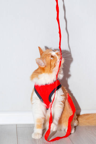 istock The red cat is playing with the leash from the harness. Walking pets 1455997610