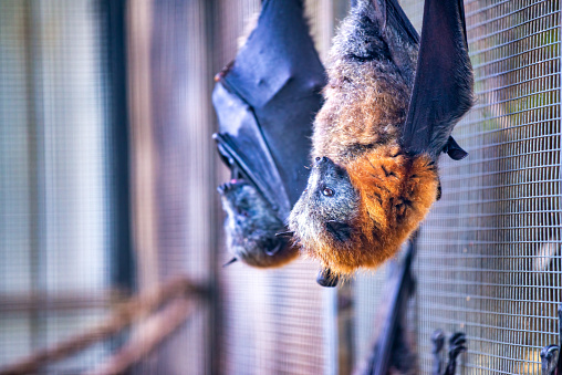 Bats relaxing head down sleeping