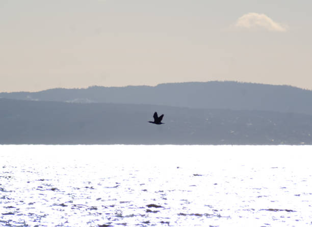 istock Single bird flying over water with mountains and a light sky in the background 1455998479