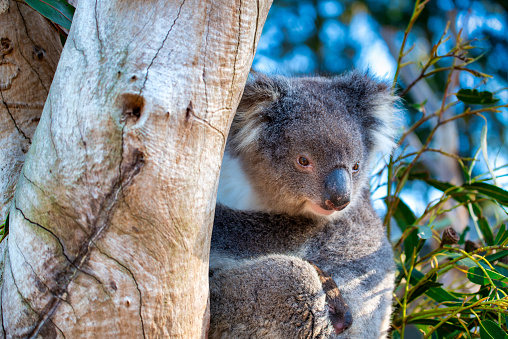 close-up of a young koala bear (Phascolarctos cinereus) on a tree eating eucalypt leaves.