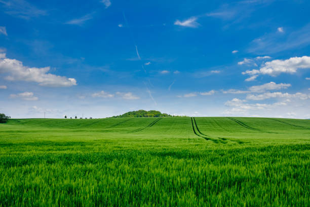 istock Green fields of young wheat on a spring 1455998594