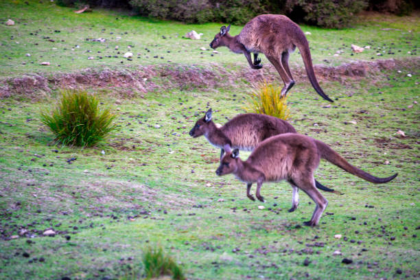 istock Jumping Kangaroo along Australian Countryside. 1455998679