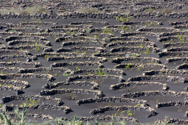 Winnice w Lanzarote – zdjęcie