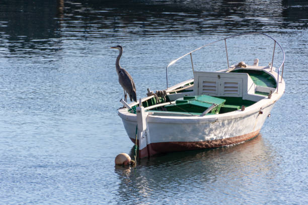 Héron de pêche - Photo