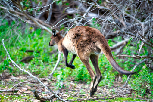 Jumping Kangaroo along Australian Countryside