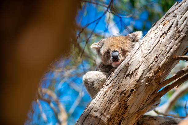 Koala on a branch of eucalyptus tree, Australian National Park
