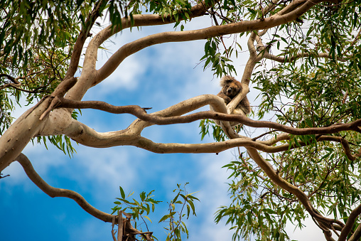 Beautiful koala on a sunny day. Blue sky. \nGold Coast. (Phascolarctos cinereus)