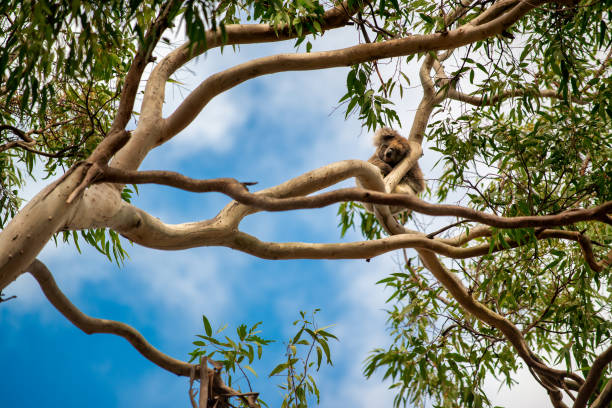 Koala on a branch of eucalyptus tree, Australian National Park. Koala on a branch of eucalyptus tree, Australian National Park koala tree stock pictures, royalty-free photos & images