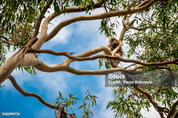 Koala On A Branch Of Eucalyptus Tree Australian National Park Stock Photo - Download Image Now