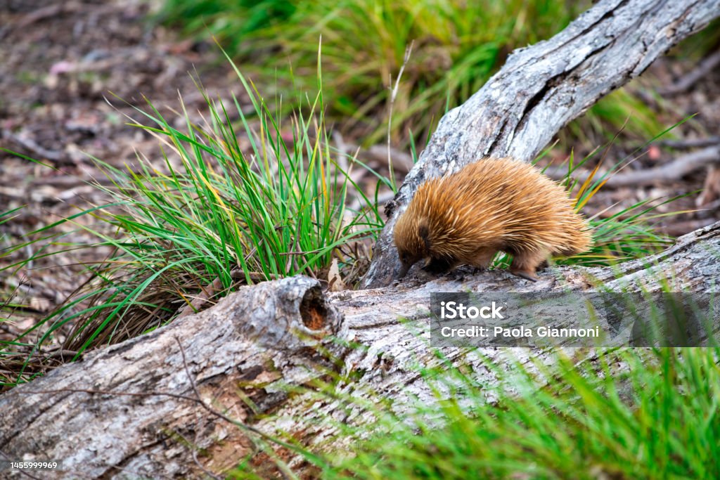 Echidna, small native fauna of Australia. Echidna, small native fauna of Australia Animal Stock Photo