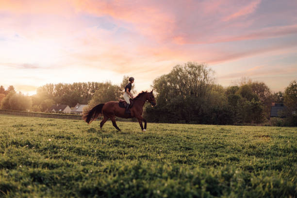 jóquei fêmea cavalga seu puro-sangue em prado largo na luz do pôr do sol - camel ride - fotografias e filmes do acervo