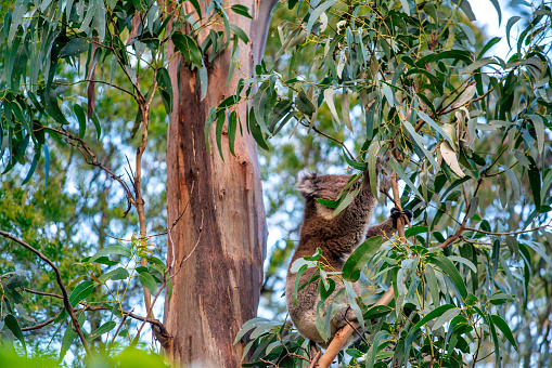 A Koala (Phascolarctos cinereus) sleeping high up on a tree branch, with green foliage in the background. Koalas are native Australian marsupials.