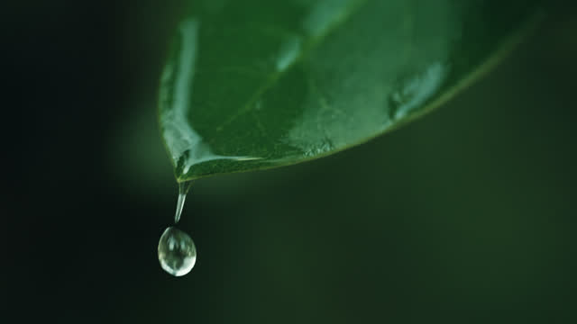 SLO MO A raindrop falls from a green leaf