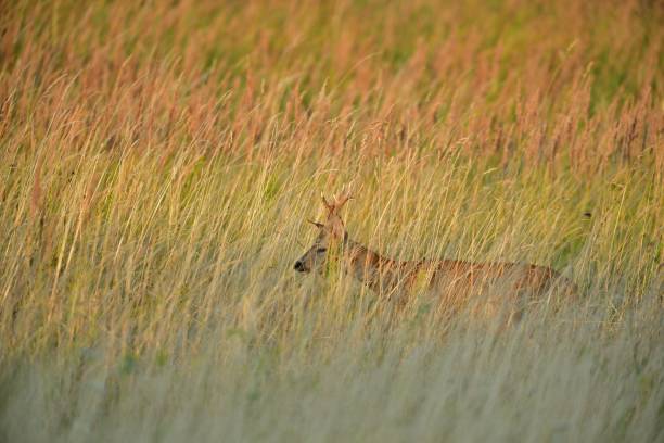 istock Roe deer with antler walks hidden in tall grass in a meadow 1456002322
