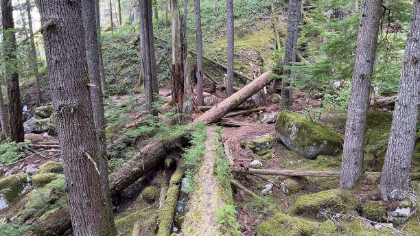 istock Low-angle view of a beautiful forest in British Columbia, Canada 1456002370