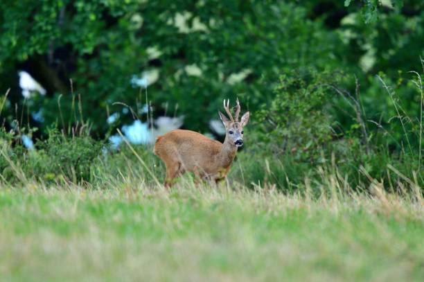 Roe deer grazing grass on meadow during mating season stock photo