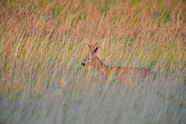 istock Roe deer with antler walks hidden in tall grass in a meadow 1456002559