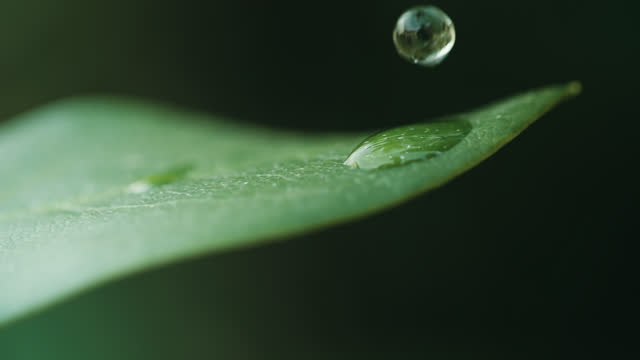 SLO MO A raindrop falls on a green leaf