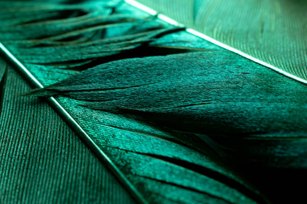 istock bird magpies feather, green background 1456002628
