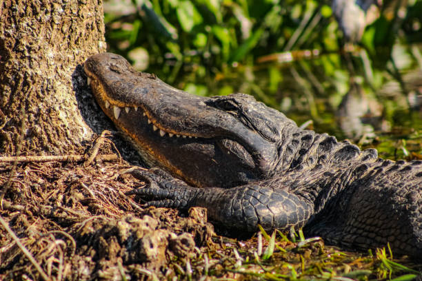 istock A relaxed alligator rests quietly on the curve of a tree 1456003892