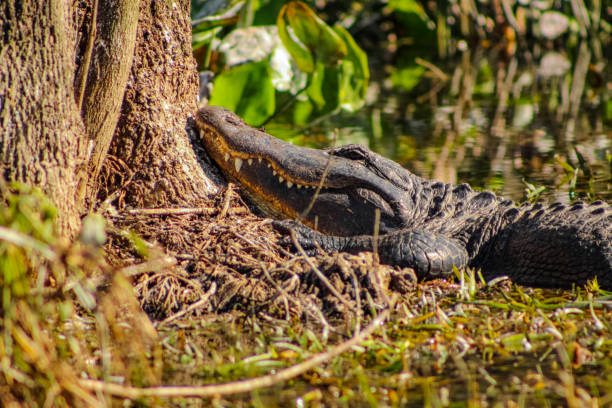 istock An alligator rests its head on the curve of a tree 1456003897