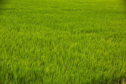 Green and yellow rice field in Chishang Township, Taiwan. Beautiful Agriculture Landscape